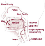 Larynx and pharynx