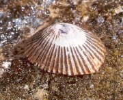 limpet