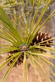 Loblolly pine cone