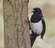 magpie