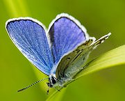 butterfly: Mazarine Blue