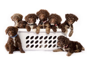 a passel of puppies