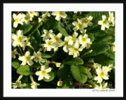 primroses