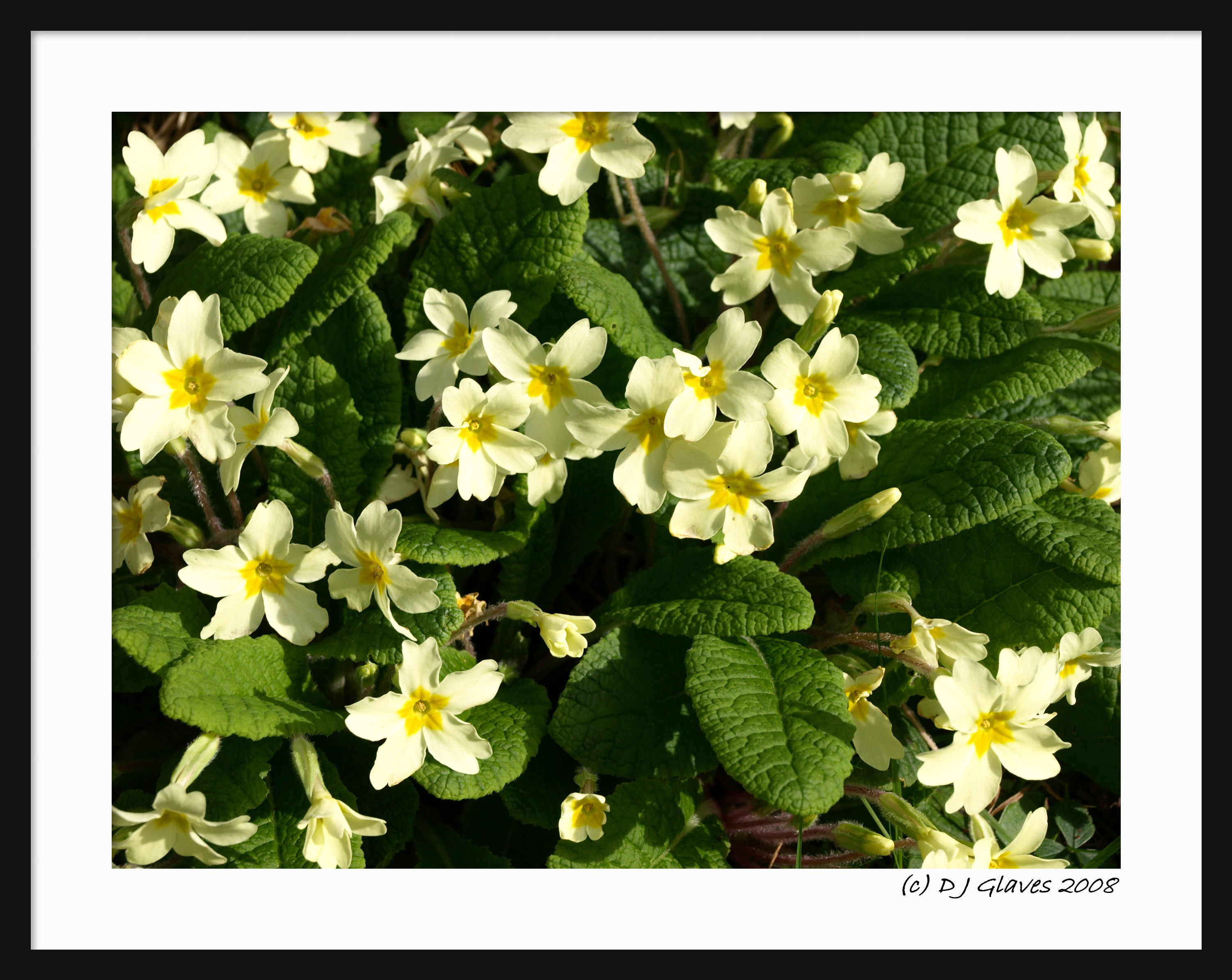 A.Word.A.Day primrose path