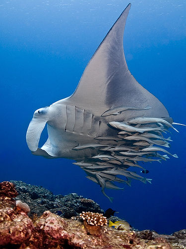 http://wordsmith.org/words/images/remora_large.jpg