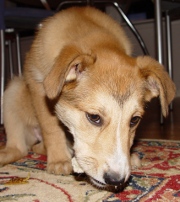 Flower, the dog