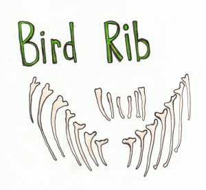 bird rib
