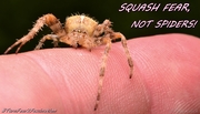 Squash Fear, Not Spiders!