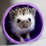 hedgehog