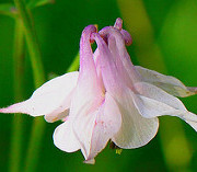 columbine