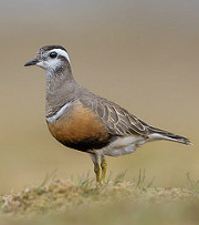 dotterel