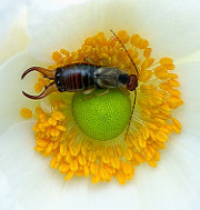 earwig