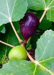 fig