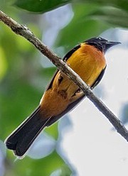 fulvous