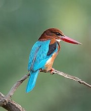 White-throated kingfisher