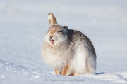 mountain hare