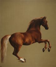 hock