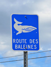 whale road