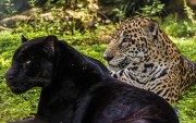 melanism