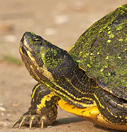 mossback turtle