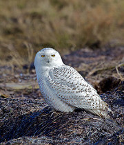 snowy owl