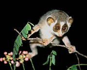 Gray slender loris