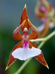 orchidacity