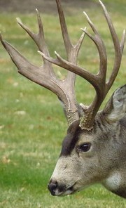 palmate antlers