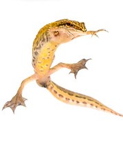 palmate newt