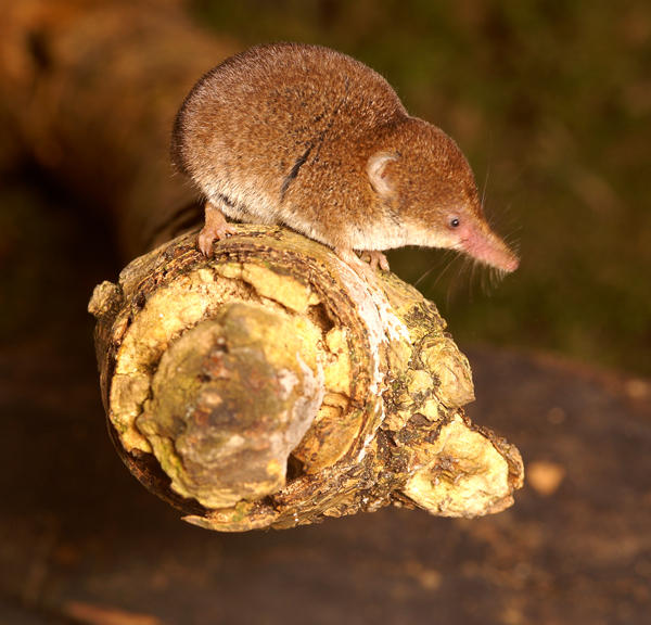 a-word-a-day-shrew