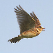 skylark