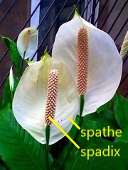 spadiceous