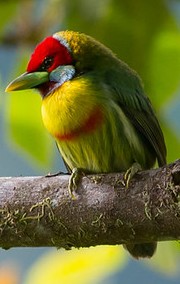 versicolored