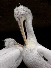 vuln