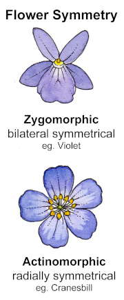 zygomorphic